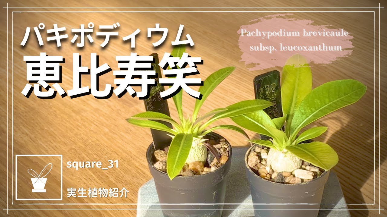 塊根植物】パキポディウム恵比寿笑が可愛い【実生記録】 - YouTube