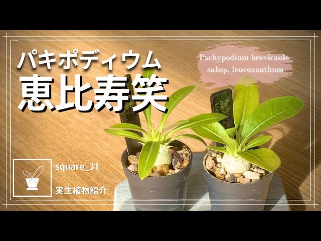 塊根植物】パキポディウム恵比寿笑が可愛い【実生記録】 - YouTube