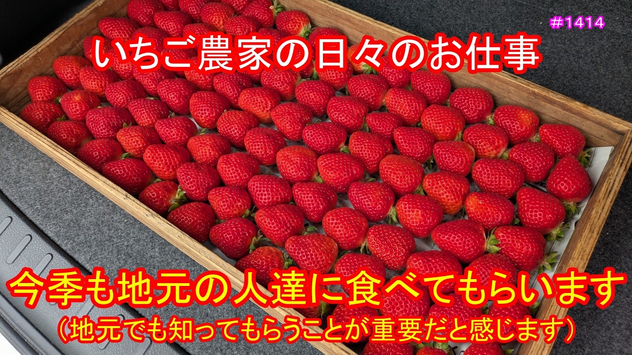 This season, we will be serving our strawberries to local people