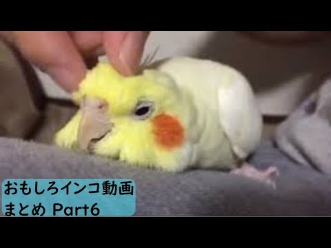 面白 インコ おもしろインコ動画まとめ 6 かわいい Youtube