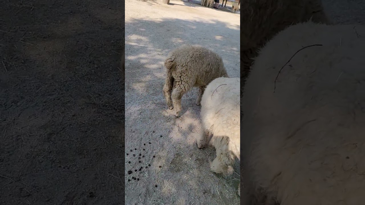 양 똥싸는 모습