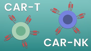 An introduction to CAR-T and CAR-NK cell therapy development