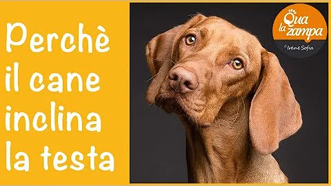 Cosa significa annuire con la testa?
