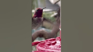 My Favorite Hummingbird: Meet the Ruby-throated Hummingbird!