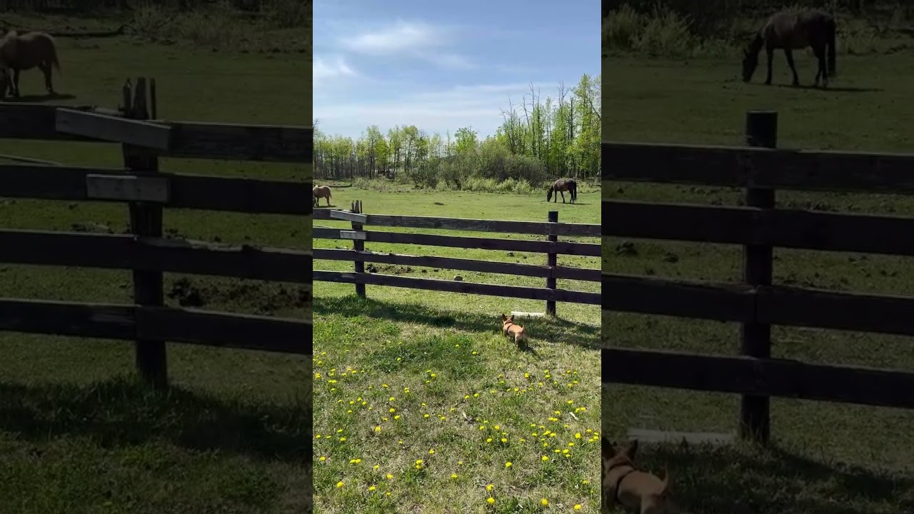 Milton visiting a farm 🐐🐴🦆