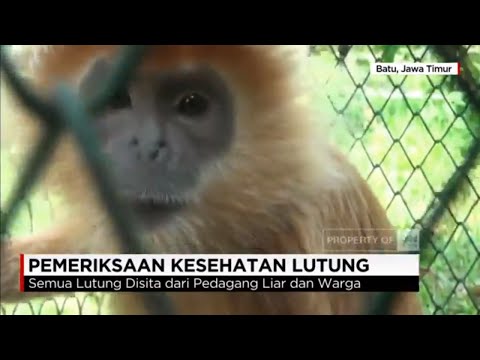 Download 46 Koleksi Gambar Es Batu Lucu Terbaik Gratis HD