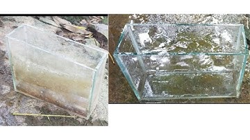 tẩy rửa hồ cá cũ, cửa kính cũ sáng bóng như mới tại nhà. How to clean aquarium?, clean the glasses