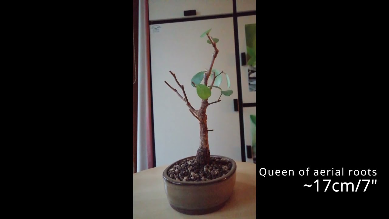 Ficus Natalensis Bonsai 