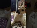 Funny Dog video🐶#youtubeshorts #shorts #trendingshorts #viralvideo #ytshorts #dogshorts #pets #dog
