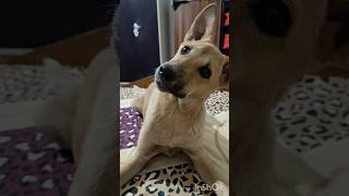 Funny Dog video🐶#youtubeshorts #shorts #trendingshorts #viralvideo #ytshorts #dogshorts #pets #dog