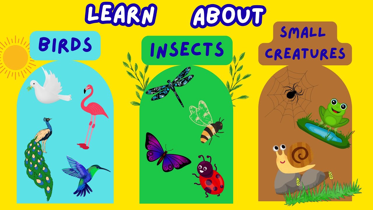 Birds, Insects and Small Creatures | Learn Animal Names | Fun Vocabulary for Kids
