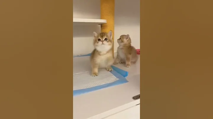 Watch the video about Two Golden Shorthair Besties