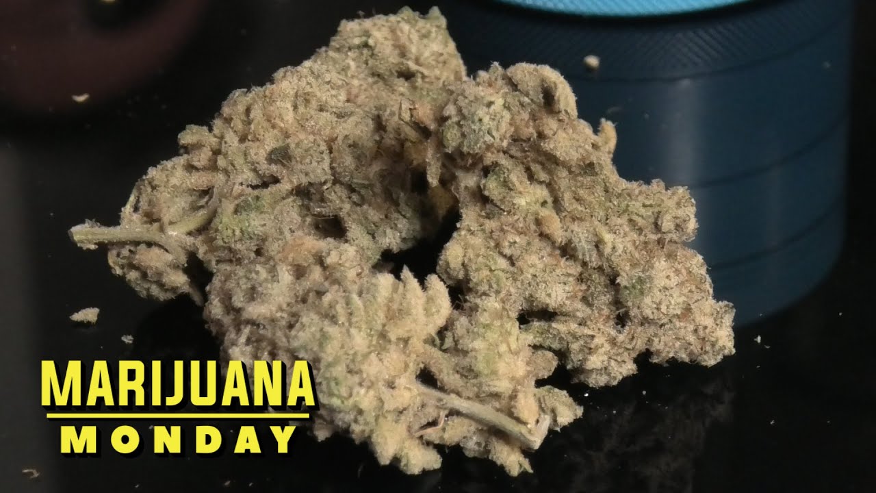 Khalifa Kush Marijuana Monday (Toronto Edition)