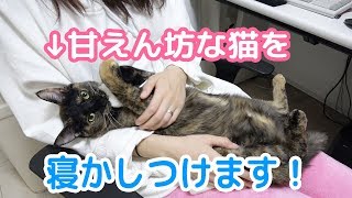 甘えん坊な猫を抱っこして寝かしつけます！