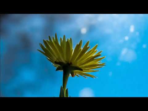 【フル 歌詞】花人局 / ヨルシカ  Yorushika はなもたせ Covered by double