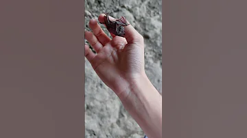 نوزاد خفاش 