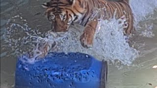 Designing the perfect tiger toy! by michael jamison 2,922 views 1 month ago 2 minutes, 32 seconds