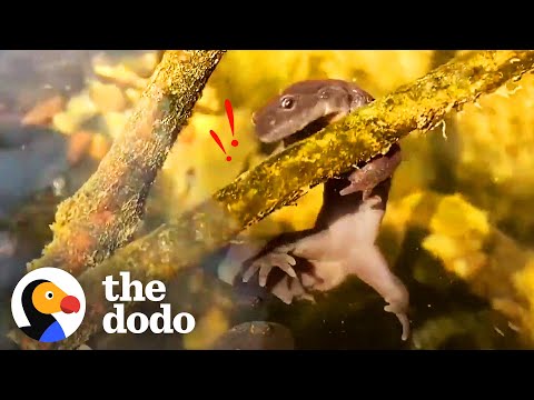 Baby Salamanders Give Hugs To The Guy Who Rescued Them | The Dodo Wild Hearts