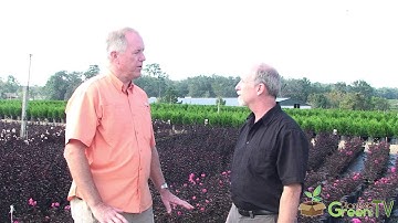 Growing Black Diamond Crape Myrtles