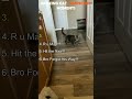 Ranking Cat JumpScare Moments