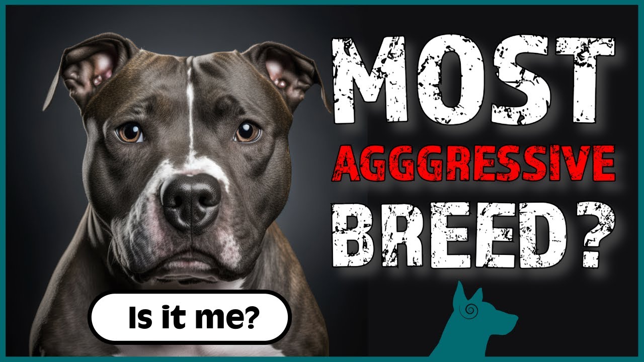 What Is The Most Dangerous Dog Breed? YouTube