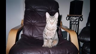 In Memory of Abbey Cat (2004 - 2024)