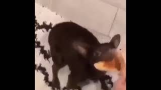 Doggo gets pizza stuck on teeth