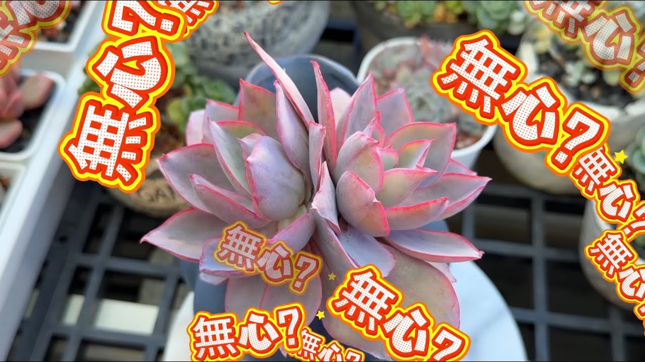 單頭變雙頭的晚霞 又有異樣了｜白鳳盆整修分享｜最近的多肉植物都很美