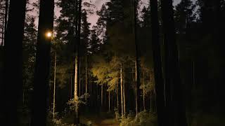 Moonlit Whispers: Serenity in the Forest of Moonlight