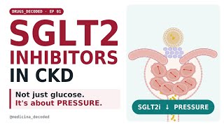 SGLT2 Inhibitors in CKD: How They Protect the Kidney | Mechanism Explained