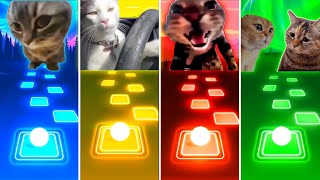 Chipi Chipi Chapa Chapa Cat vs Driving Cat vs Doorbell Meow Cat vs Talking Cats - Tiles Hop EDM Rush