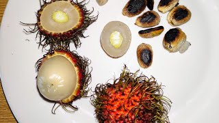 Roasted Rambutan (Nephelium lappaceum) Seeds - not great, not terrible