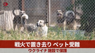 戦火で置き去り、ペット受難 ウクライナ、施設で保護