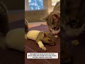 A little squirrel was struck by electricity #shorts