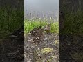 Scottish wildlife - Duck family #nature #wildlife #ducks #scotland #celticcove