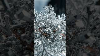 metal reaction with mercury #viral