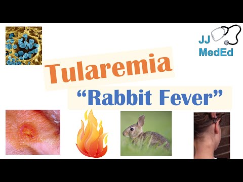 तुलारेमिया (खरगोश बुखार) | कारण, रोगजनन, रूप, लक्षण, निदान, उपचार