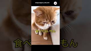 食べたばっかりだけど…｜PECO