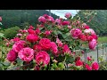 Fujinose Rose Garden II-Shimanto City, Kochi Prefecture