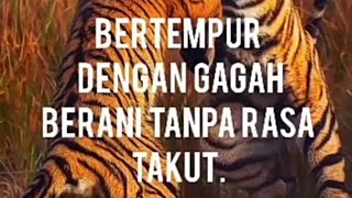 Terbaru!!! Kata kata bijak macan putih siliwangi