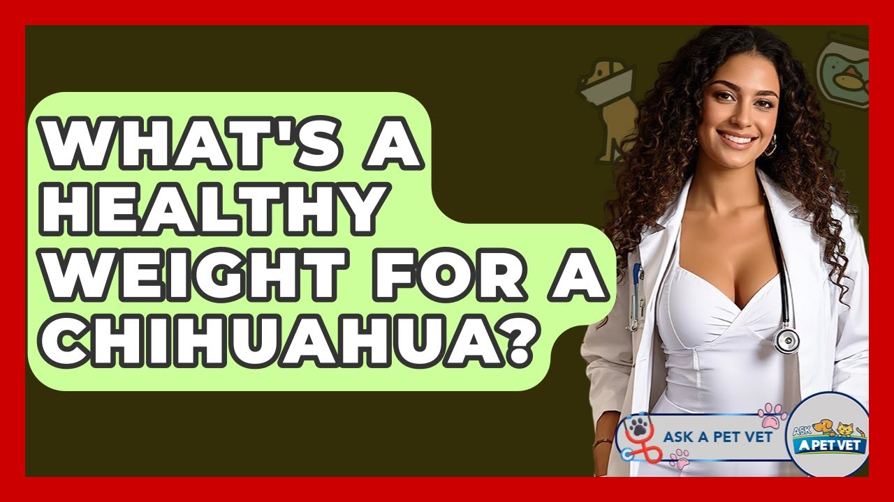 What's A Healthy Weight For A Chihuahua? - Ask A Pet Vet