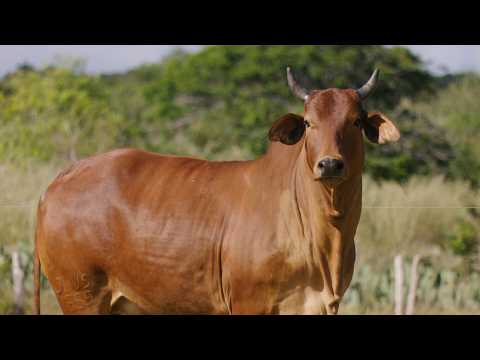 LOTE 08  JHVS 1659