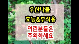 우산나물 효능과 부작용 잘 알고 드셔야해요~