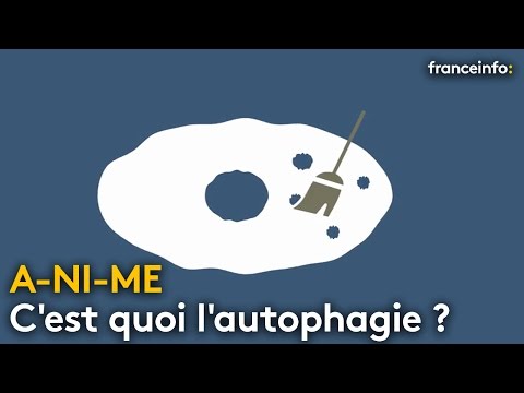 C&rsquo;est quoi l&rsquo;autophagie ? - franceinfo: