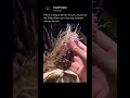 Glass gem corn is a unique 🤯 #unique #secret #trending #shortvideo #didyouknow