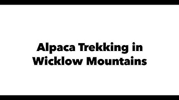 Alpaca Trekking in Wicklow Mountains