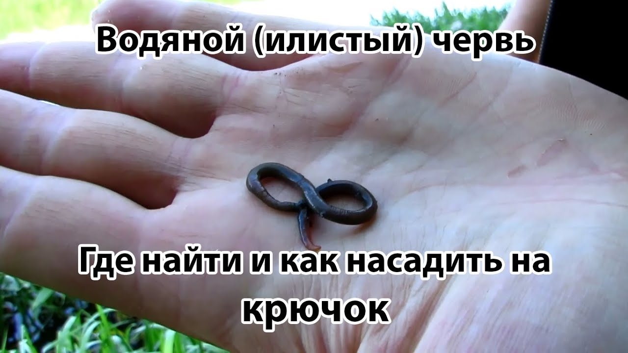 Отличная наживка для ловли рыбы - водяной (илистый) червь