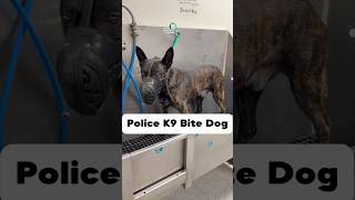 Proud to work on Boy for his retirement bath. #policek9 #dutchshepherd #policedog #doggroomer