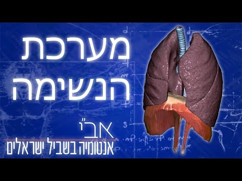 האנטומיה של מערכת הנשימה והריאות