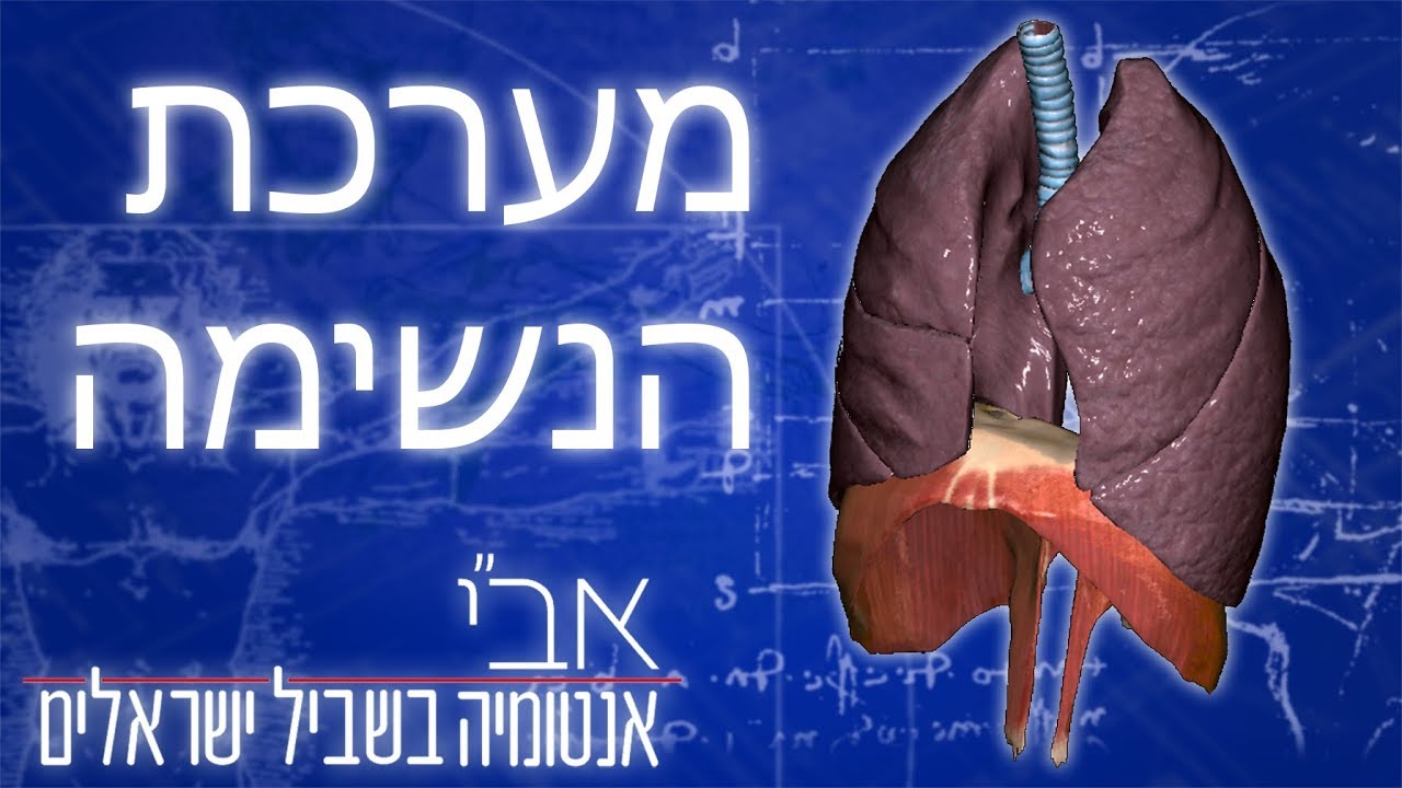 האנטומיה של מערכת הנשימה והריאות